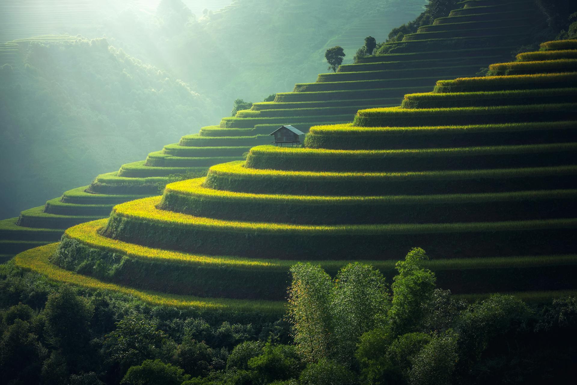 Golden light rays over terraced valley