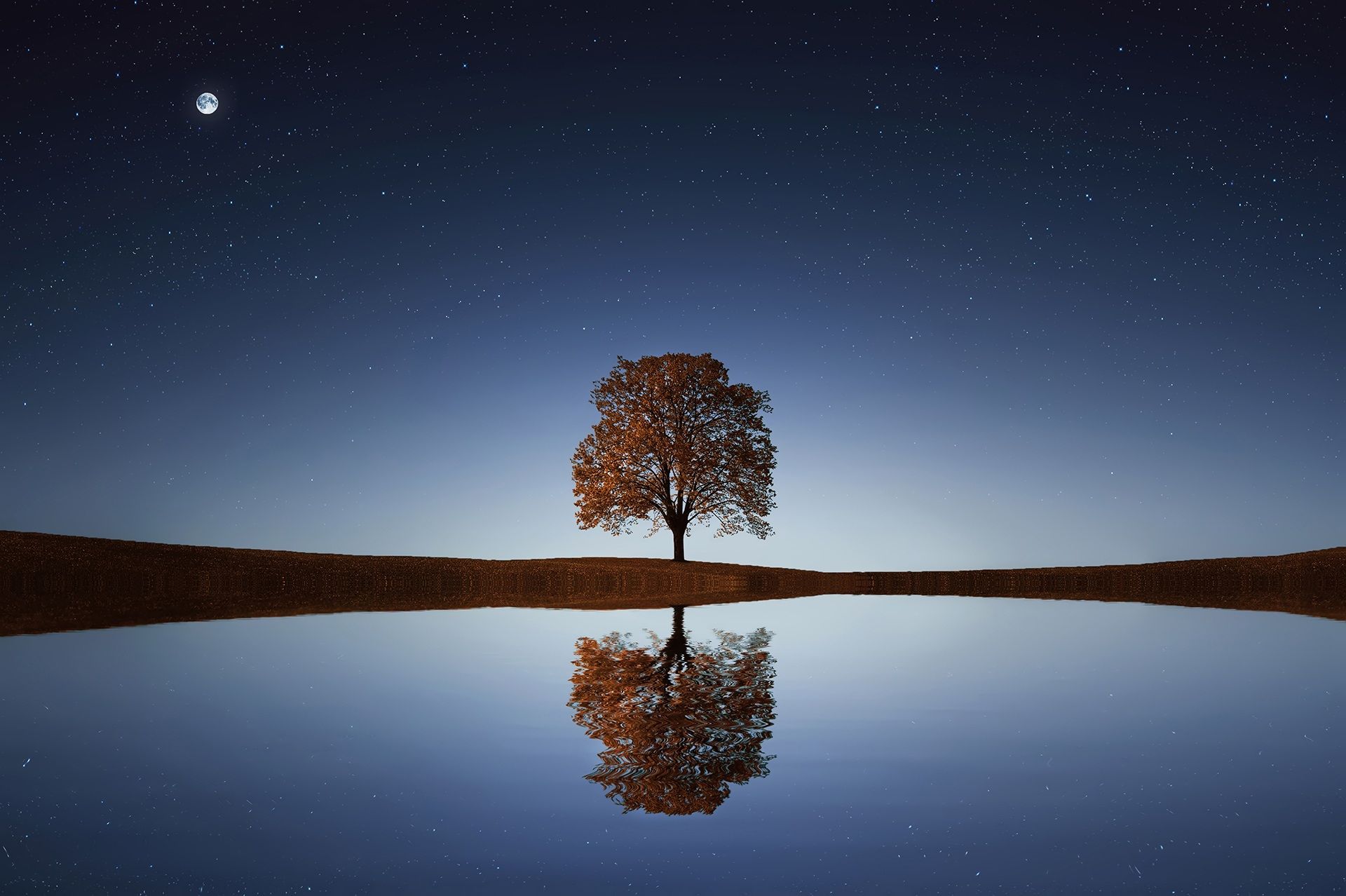 Lone tree reflected at dusk